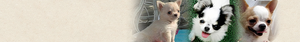 header_contents3.jpg
